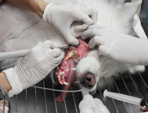 Professional Pet Dental Cleanings: Frequently Asked Questions