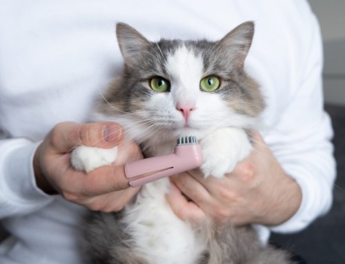 6 Easy Ways to Provide Top-Notch Dental Care for Your Pet