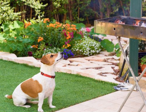 5 July Fourth Pet Safety Mistakes