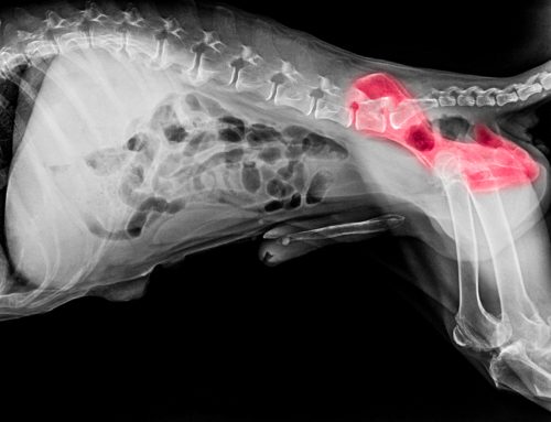 What Dog Owners Should Know About Hip Dysplasia