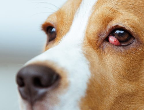 Common Pet Eye Conditions: Diagnosis and Management