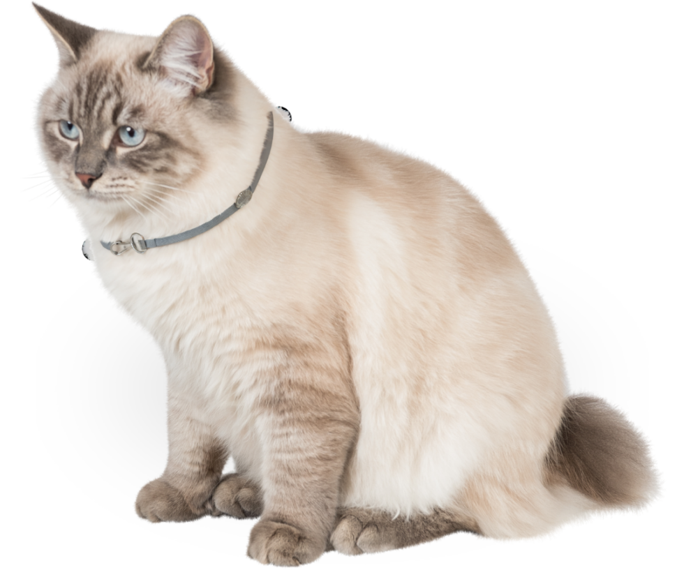 Pet Wellness Exams In Woodbridge, VA Staples Mill Animal