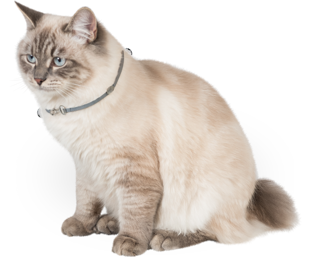 A cat wearing a collar is sitting down