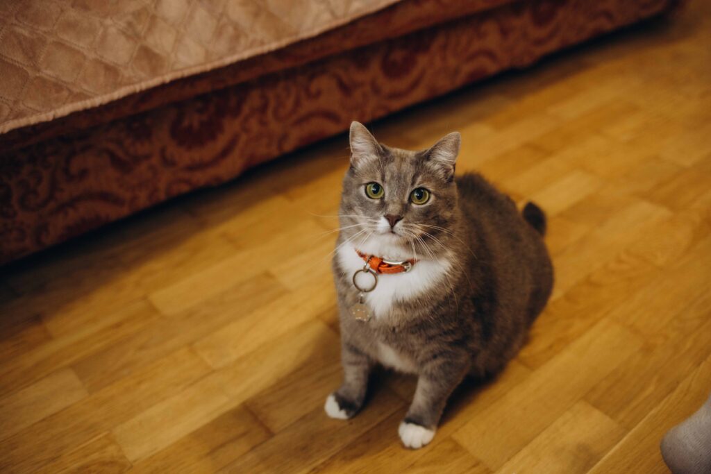 Veterinarian Reviews In Woodbridge, VA Staples Mill AH