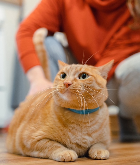 a person interacts with an orange cat on the floor