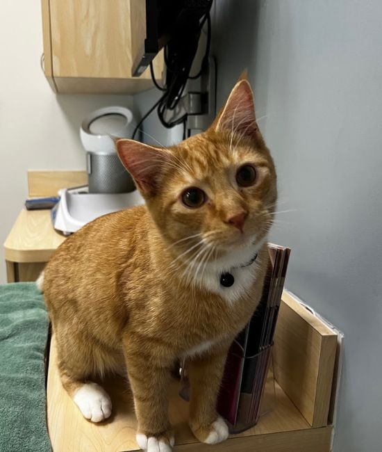 orange cat at the vet